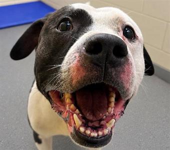 BESO, Pit Bull Terrier, adult, available for adoption
