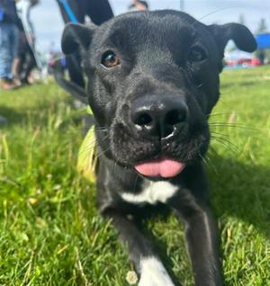 MONROE, Labrador Retriever / Husky, young, available for adoption