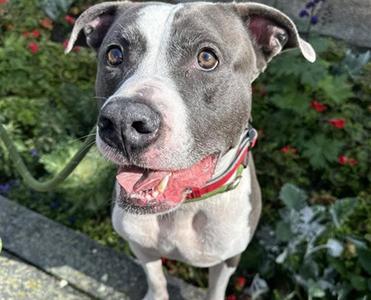 OHLIN, American Bulldog, adult, available for adoption