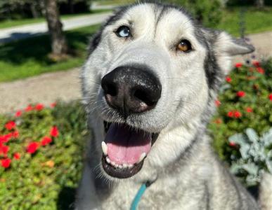 TOBBY, Alaskan Malamute / Husky, adult, available for adoption