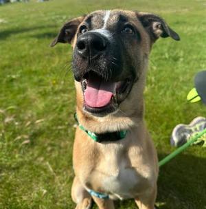 HONEY, Husky / German Shepherd Dog, young, available for adoption
