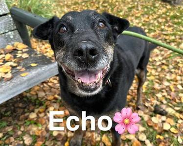 ECHO, Rottweiler, senior, available for adoption