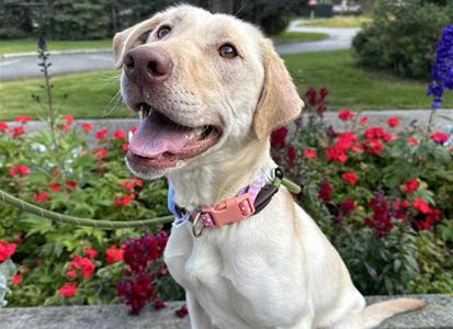 DOLLY, Labrador Retriever, young, available for adoption
