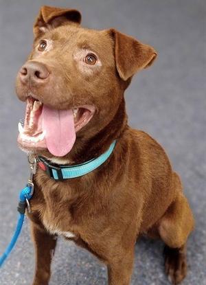PONGO, Labrador Retriever, adult, available for adoption