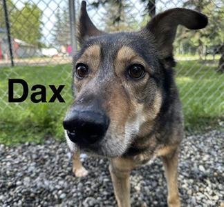 DAX, Husky, adult, available for adoption