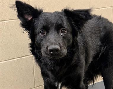 HATCHER, Border Collie, adult, available for adoption