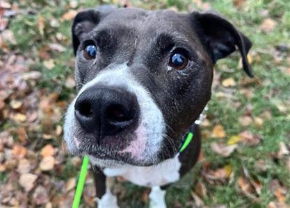 BELL, Pit Bull Terrier, adult, available for adoption