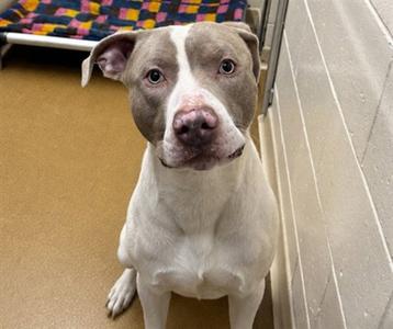 ZEUS, Pit Bull Terrier, adult, available for adoption