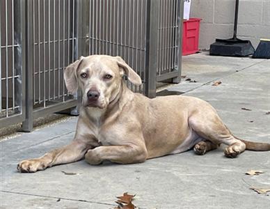 A light-colored dog lying on a concrete surface, with a metal fence and a red container in the background.