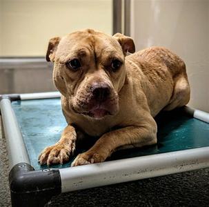 LYN, American Pit Bull Terrier, adult, available for adoption