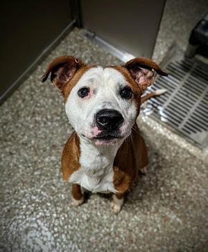 POWER, American Bulldog, adult, available for adoption