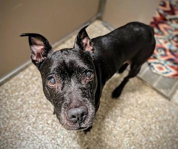 BAYLEY GIRL, American Bulldog, senior, available for adoption