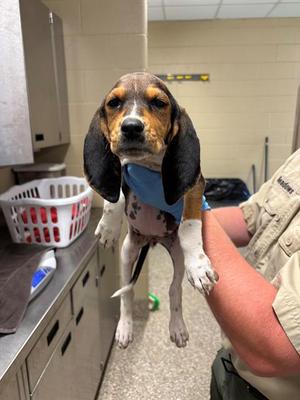 STAR, Treeing Walker Coonhound, puppy, available for adoption