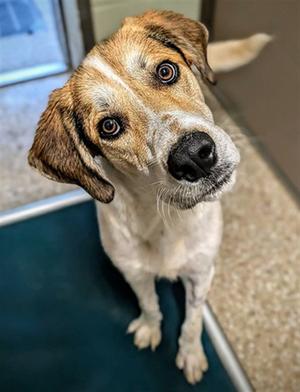 LEONARD, English Coonhound, adult, available for adoption