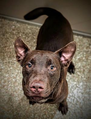 CRAIG, Labrador Retriever / Pit Bull Terrier, young, available for adoption