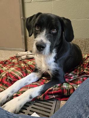 PERU, German Wirehaired Pointer / Great Pyrenees, young, available for adoption