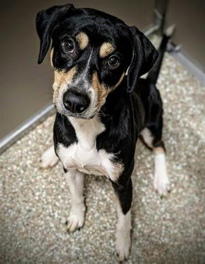 GOOSE, Black and Tan Coonhound, adult, available for adoption