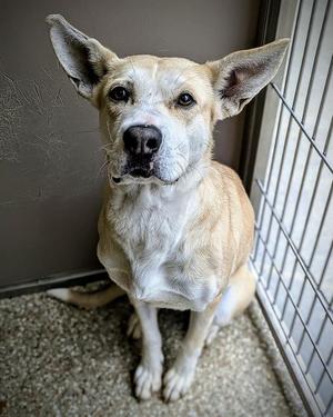 FAE, German Shepherd Dog, adult, available for adoption