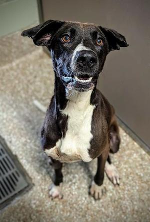 DIX, Plott Hound / Great Dane, adult, available for adoption