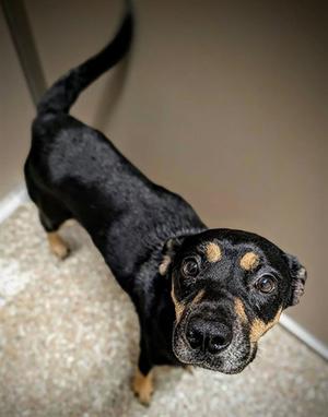 CHARLIE, Black and Tan Coonhound, adult, available for adoption
