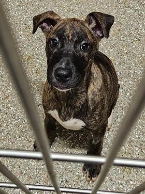 THIMBLE, Mastiff, puppy, available for adoption