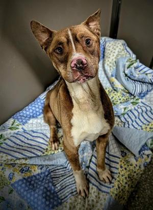 MILTON, American Bulldog, adult, available for adoption