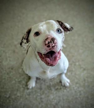 RUBIX, American Bulldog / Catahoula Leopard Dog, adult, available for adoption