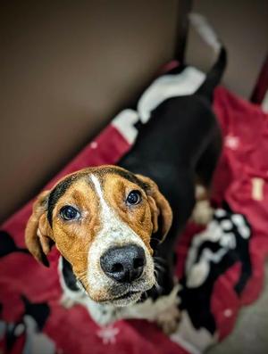 JUKE, Treeing Walker Coonhound, young, available for adoption