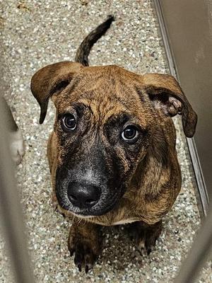 BOBBIN, Mastiff, puppy, available for adoption