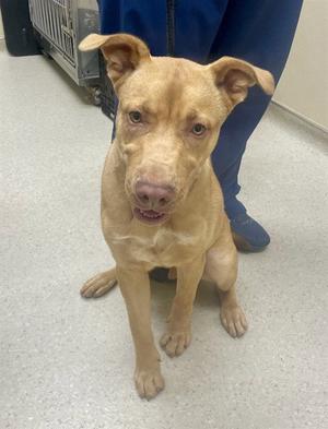 CHEWBARKER, Staffordshire Bull Terrier, young, available for adoption