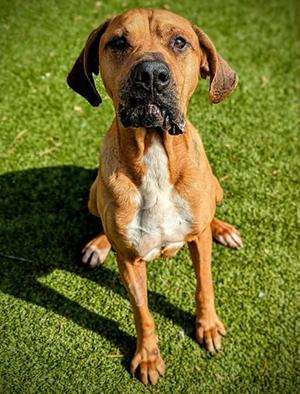 SAMPSON, Mastiff, adult, available for adoption
