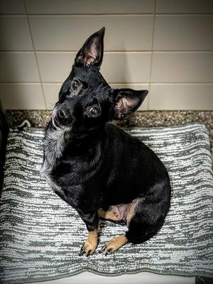SALLY, Feist / Australian Cattle Dog/Blue Heeler, adult, available for adoption
