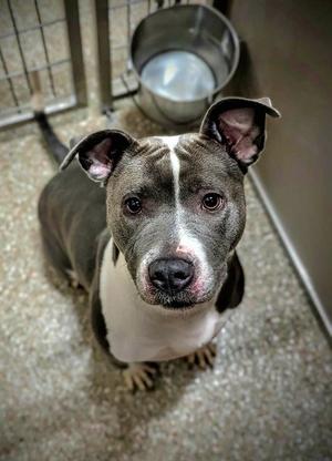 DEJA VU, Pit Bull Terrier, adult, available for adoption