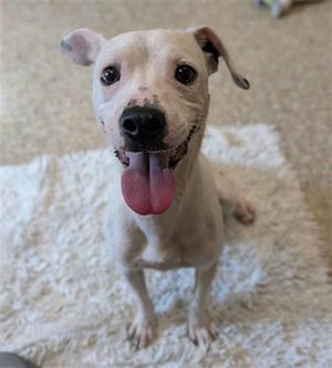 A happy white dog with floppy ears and a pink tongue sticking out, sitting on a fluffy white rug.
