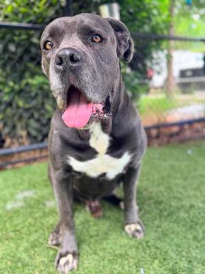 SAINT, Cane Corso Mastiff, adult, available for adoption