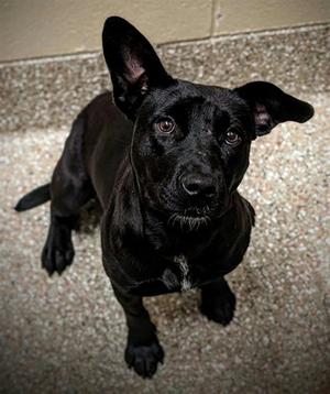 JENNY, Labrador Retriever, young, available for adoption