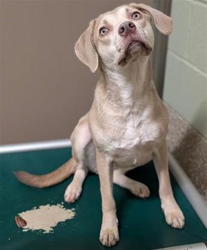 ALENA, Labrador Retriever, young, available for adoption