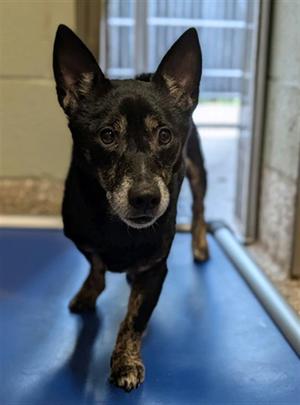JAY JAY, Australian Cattle Dog/Blue Heeler / Feist, senior, available for adoption