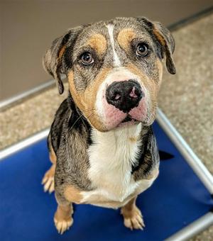 ZEUS, Catahoula Leopard Dog, adult, available for adoption