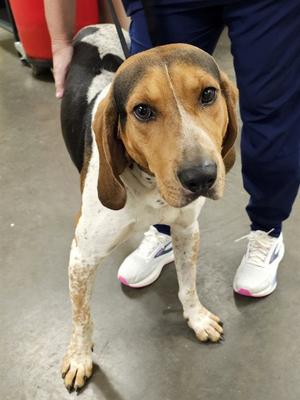 BARKTHOLEMEW, Treeing Walker Coonhound, adult, available for adoption
