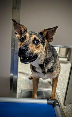 GARY, German Shepherd Dog, adult, available for adoption