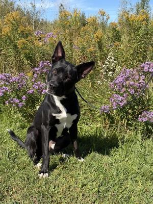 Rocco, Basenji, adult, available for adoption