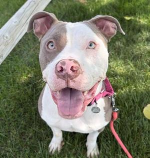 Betty Boop, Pit Bull Terrier, adult, available for adoption