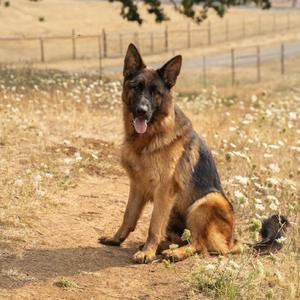 A German Shepherd dog sitting on a dirt path in a field of wildflowers, with a fence and trees in the background.