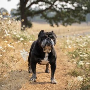 Biscuit, English Bulldog / Mixed Breed, senior, available for adoption
