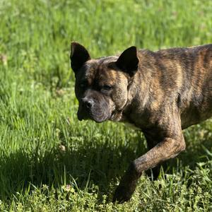 Bear, American Staffordshire Terrier / Mixed Breed, adult, available for adoption