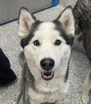 Anna, Siberian Husky, adult, available for adoption