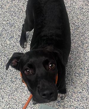 Beanstalk, Pit Bull Terrier / Labrador Retriever, young, available for adoption