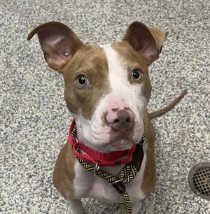 Apple, Pit Bull Terrier, young, available for adoption