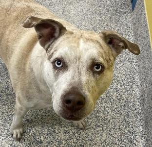 A light-colored dog with blue eyes looking up at the camera.